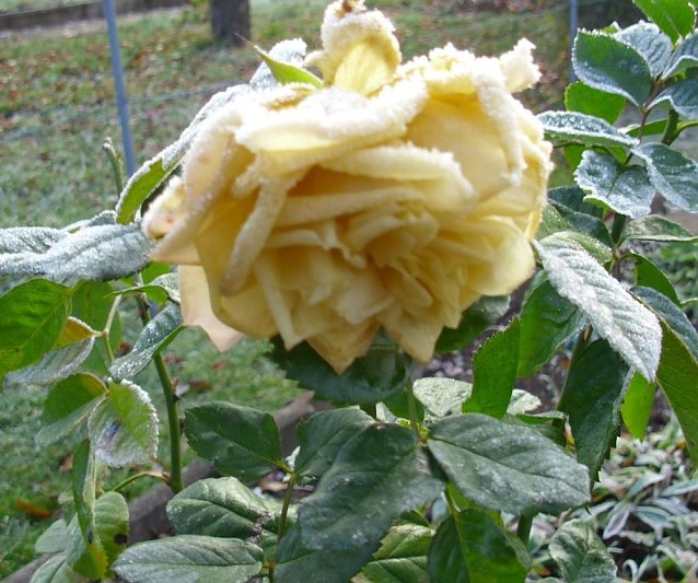 Bild: Frostige Garten-Impressionen