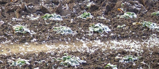 Bild: Frostige Garten-Impressionen
