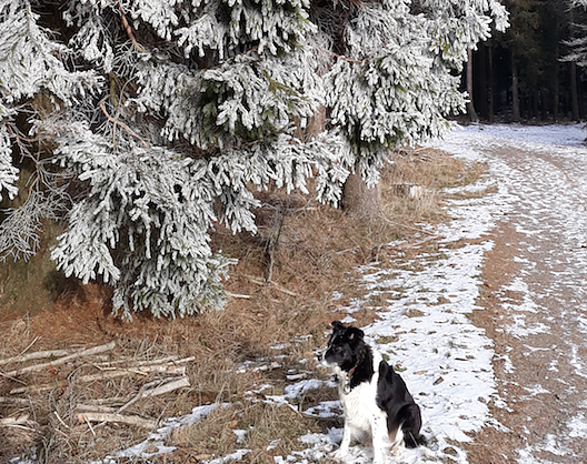 Bild: Klare Luft, Raureif bei Minus 11 Grad