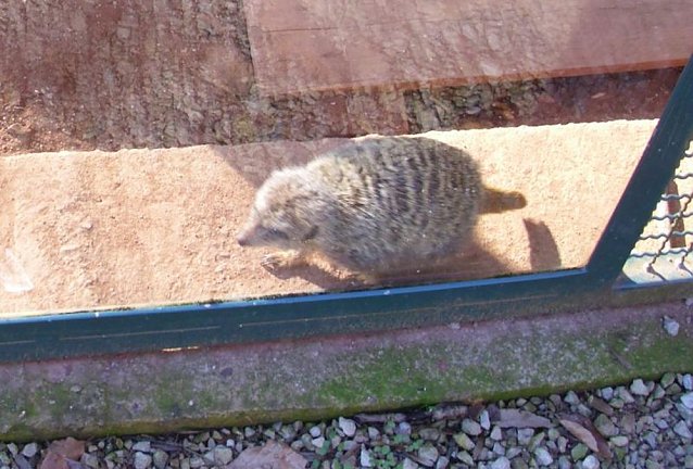 Bild: Zu Besuch bei Erdm&auml;nnchen, Gepard und Co. auf dem Possen