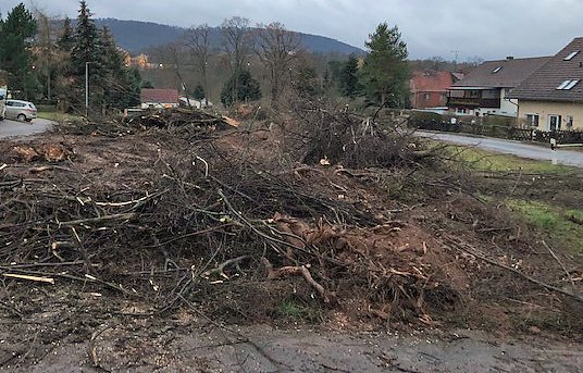 Bild: Thema Baumrodungen in Sondershausen