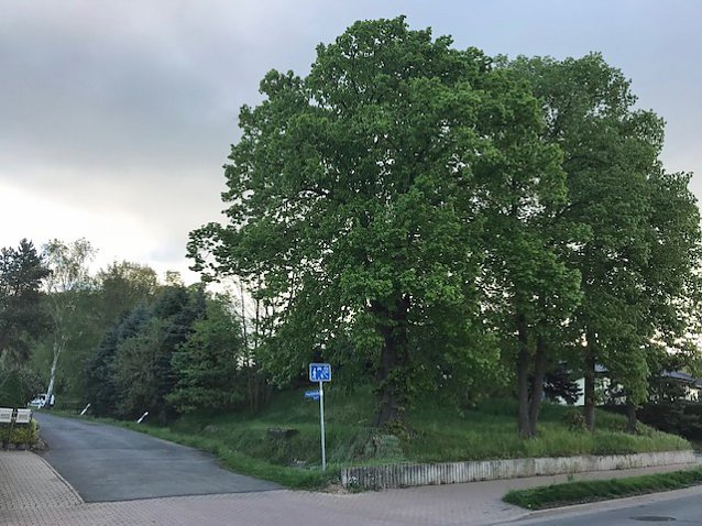 Bild: Thema Baumrodungen in Sondershausen