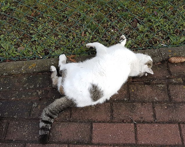Bild: Kater angefahren