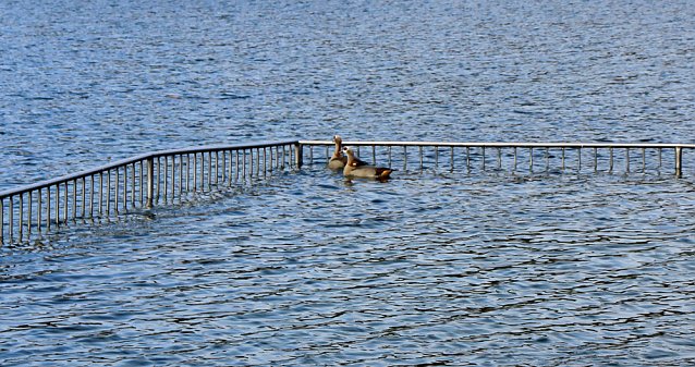 Bild: Natur und Schwimmen, das passt