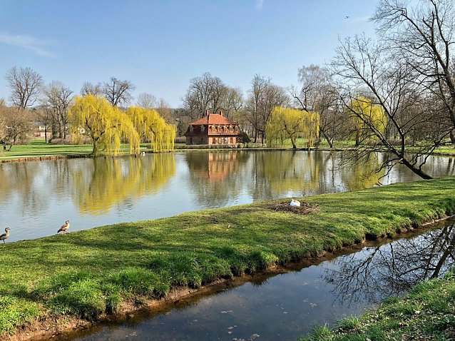 Bild: Schw&auml;ne residieren im Schlosspark Sondershausen �