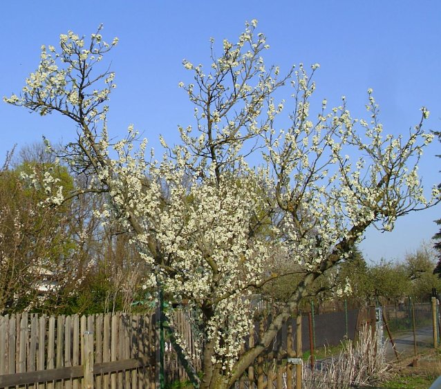 Bild: Blick &uuml;ber den Gartenzaun