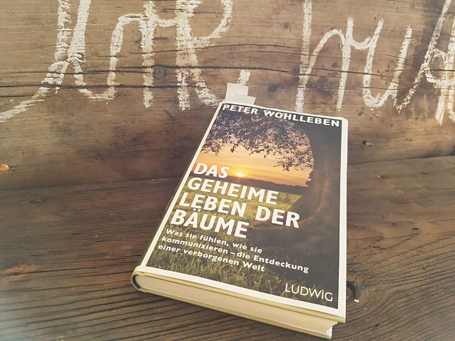 Bild: MUSIKALISCHE LESUNG IM HOC