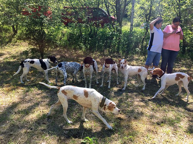 Bild: &Uuml;berregionales Treffen von Hundehaltern auf dem Freilaufgel&auml;nde  in Sondershausen...