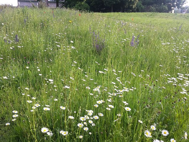 Bild: Blumenwiese zum Nachmachen