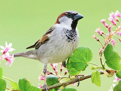 Bild: Immer noch der h&auml;ufigste Gartenvogel: der Haussperling