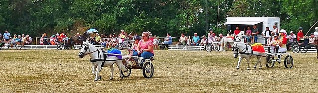 Bild: Gro&szlig;es Ponyfest Gro&szlig;enehrich