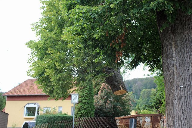 Bild: Baumpflege mit Kran