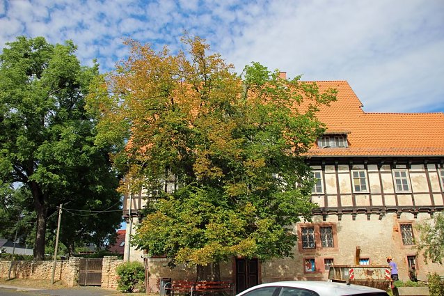 Bild: Baumpflege mit Kran