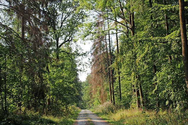 Bild: Wie gef&auml;hrlich wird unser Wald?
