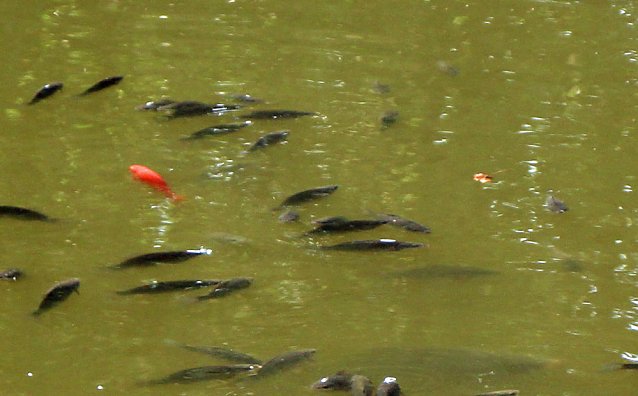 Bild: Weitere Hilfe f&uuml;r den Parkteich