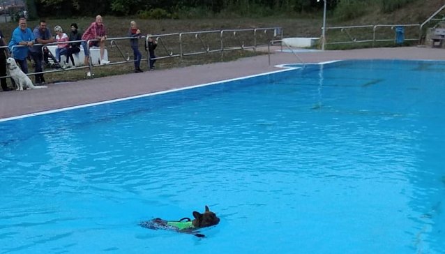 Bild: Hundeschwimmen im Solebad ein voller Erfolg