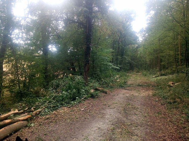 Bild: Wegearbeiten in der Windleite