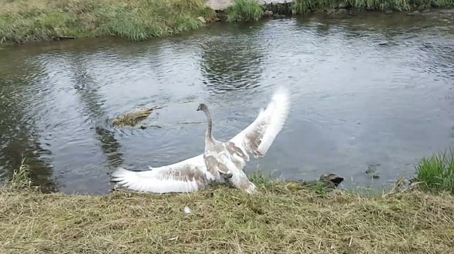 Bild: schwan