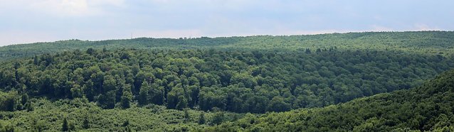 Bild: Waldwildnis bremst Tourismus aus?