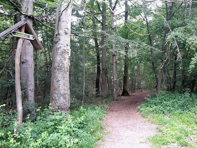 Bild: Waldwildnis bremst Tourismus aus?