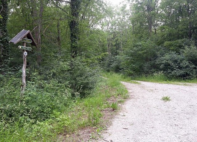 Bild: Waldwildnis bremst Tourismus aus?