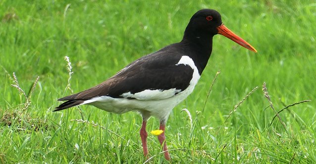 Bild: Wiesenv&ouml;gel