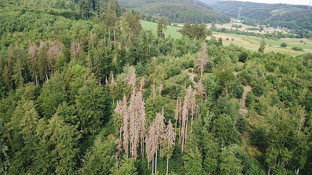 Bild: Die Borkenk&auml;fersaison 2019 � R&uuml;ck- und Ausblick