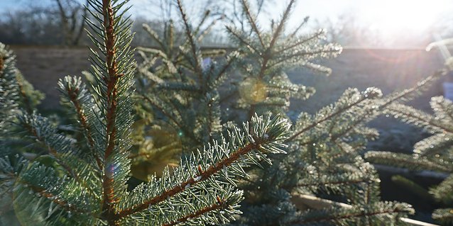 Bild: Weihnachstbaumverkauf-Impression