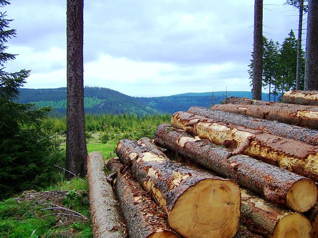 Bild: Th&uuml;ringenForst ist mit rund 200.000 Hektar Waldfl&auml;che Th&uuml;ringens gr&ouml;&szlig;ter Waldbesitzer, der rund 50 % der landesweit geernteten Holzmenge  verantwortet.