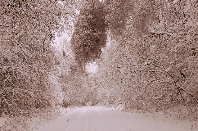 Bild: Verh&auml;ngter Waldweg