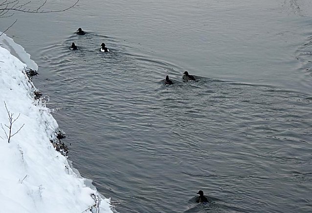 Bild: Enten auf der Wipper