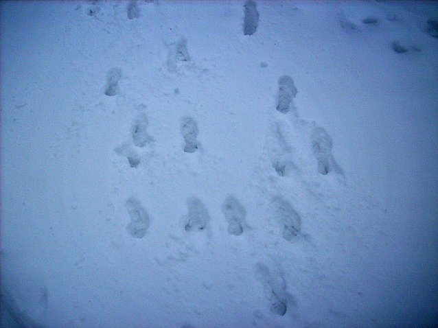 Bild: Spuren im Schnee