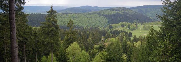 Bild: Klimaschutz und Waldwildnis