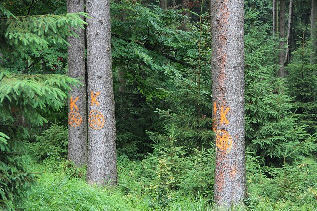 Bild: Mit zus&auml;tzlichem Personal auf Borkenk&auml;ferjagd