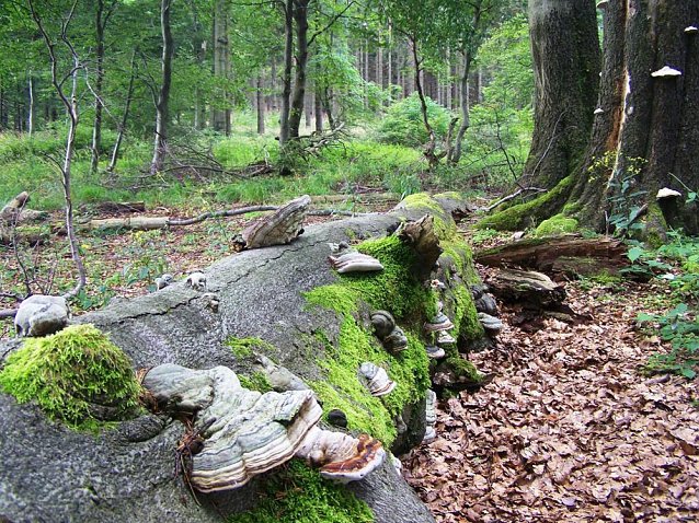 Bild: Wirtschaftswald totholzreicher und nutzholz&auml;rmer?