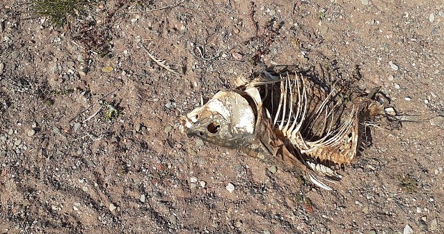 Bild: Toter Fisch