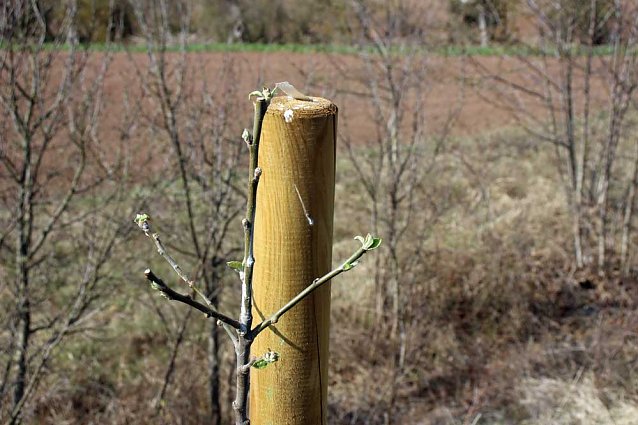 Bild: Obstb&auml;ume gepflanzt