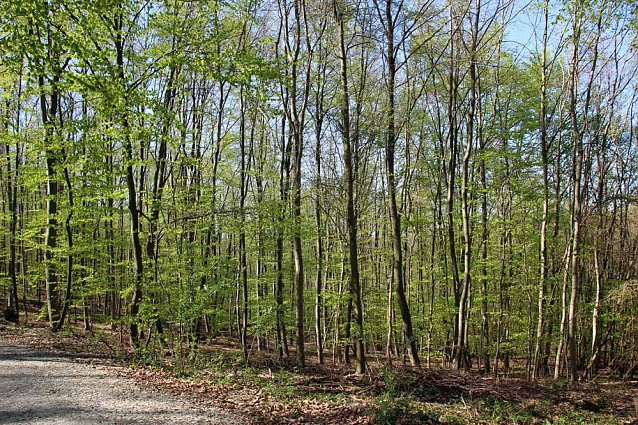 Bild: Sanierter Forstweg &uuml;bergeben