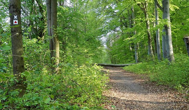 Bild: Leserfoto Maigl&ouml;ckchen B&auml;rlauch und Barbarossaweg