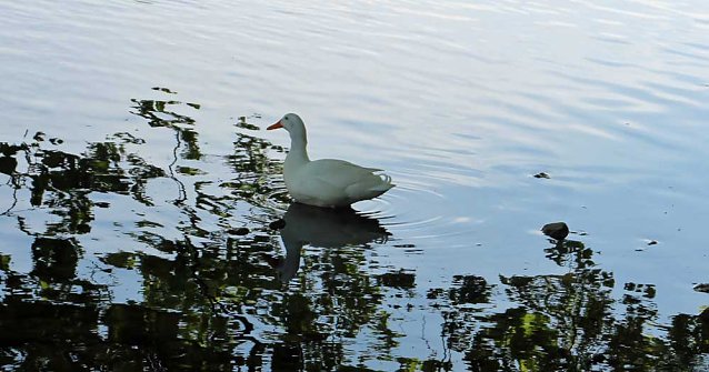 Bild: Den Parkteichen von Sondershausen fehlt (e) das Wasser