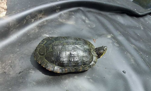 Bild: Schildkr&ouml;te ausgeb&uuml;xt