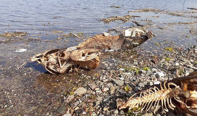 Bild: Tote Karpfen am Stausee Kelbra im April 