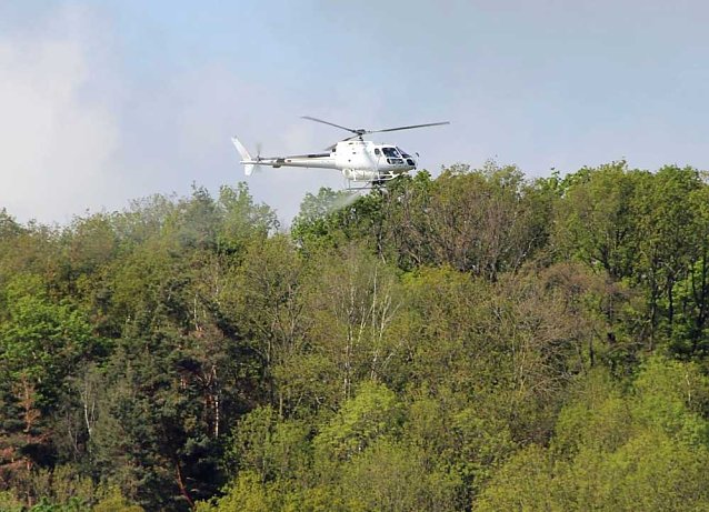 Bild: Nach Schwammspinnerbek&auml;mpfung im Kyffh&auml;userkreis