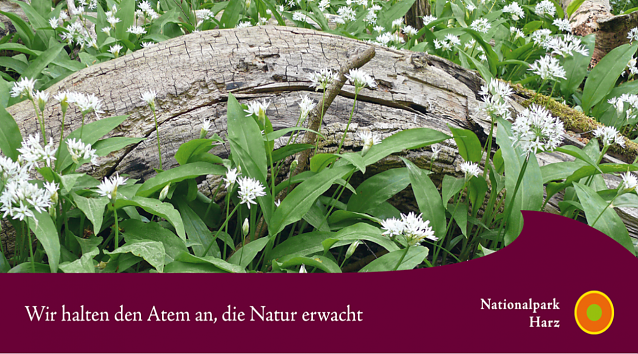 Bild: Nationalpark Harz - T&auml;tigkeitsbericht 2019 erschienen
