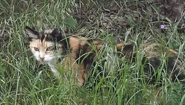 Bild: Landtagsabgeordneter Schard besucht und unterst&uuml;tzt Tierheim