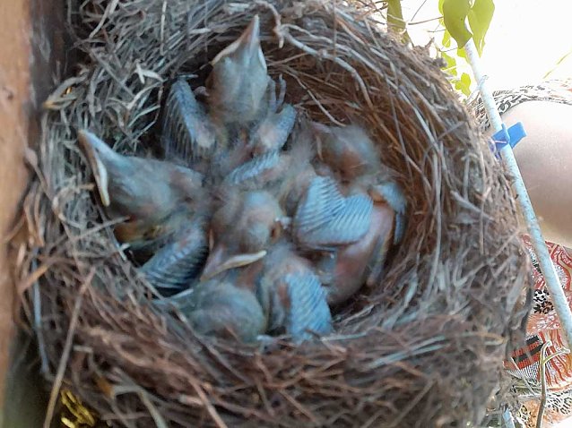 Bild: Besonderer Nistplatz im Garten