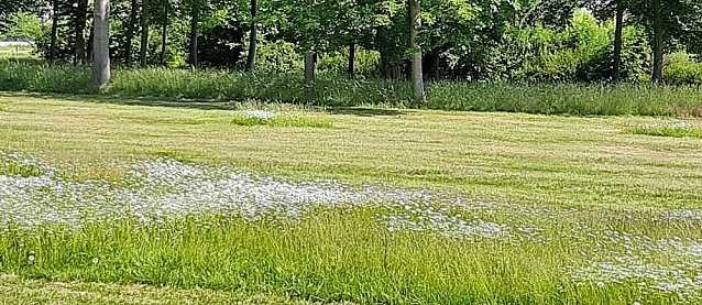 Bild: Mehr f&uuml;r Insekten tun: Bl&uuml;hwiesen