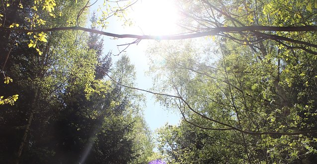 Bild: Wald im Sommer
