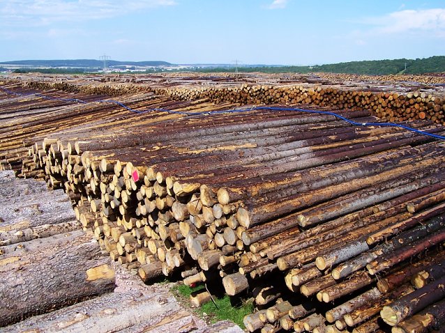 Bild: Der Th&uuml;ringenforst will die Kapazit&auml;ten seiner Holzlagerst&auml;tten massiv ausweiten