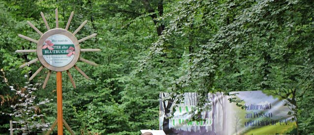 Bild: Blutbuchenk&ouml;nigin bleibt l&auml;nger im Amt